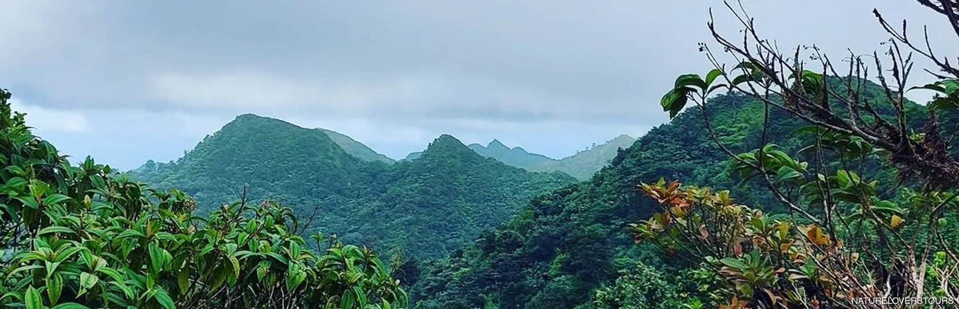 Grand Étang National Park Image 1