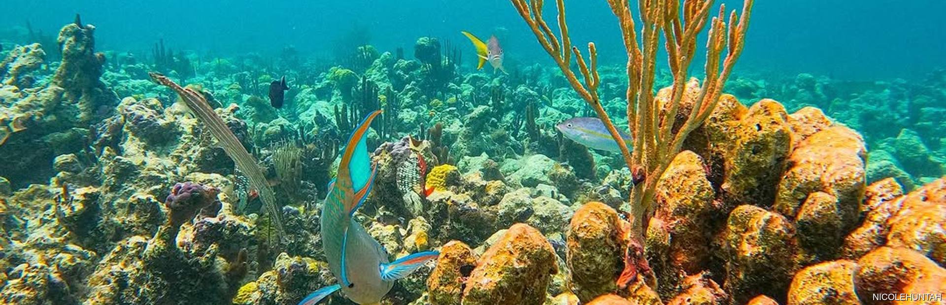 Smith’s Reef Image 1