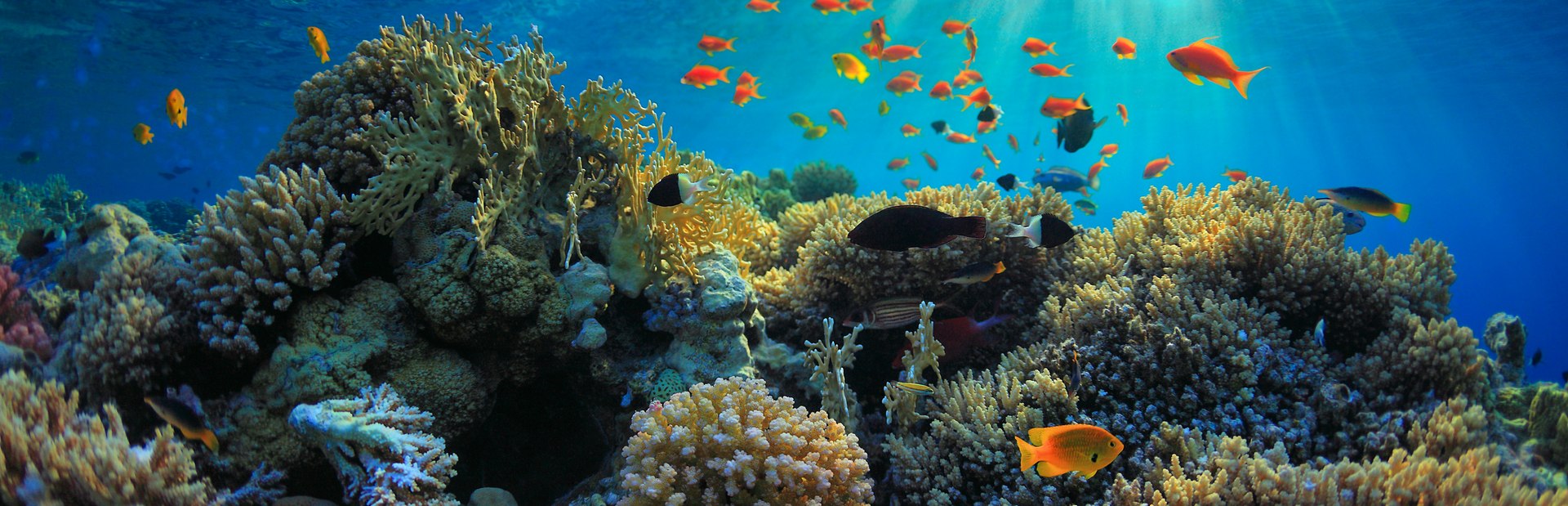 The Aquarium at O’Brien’s Cay Image 1