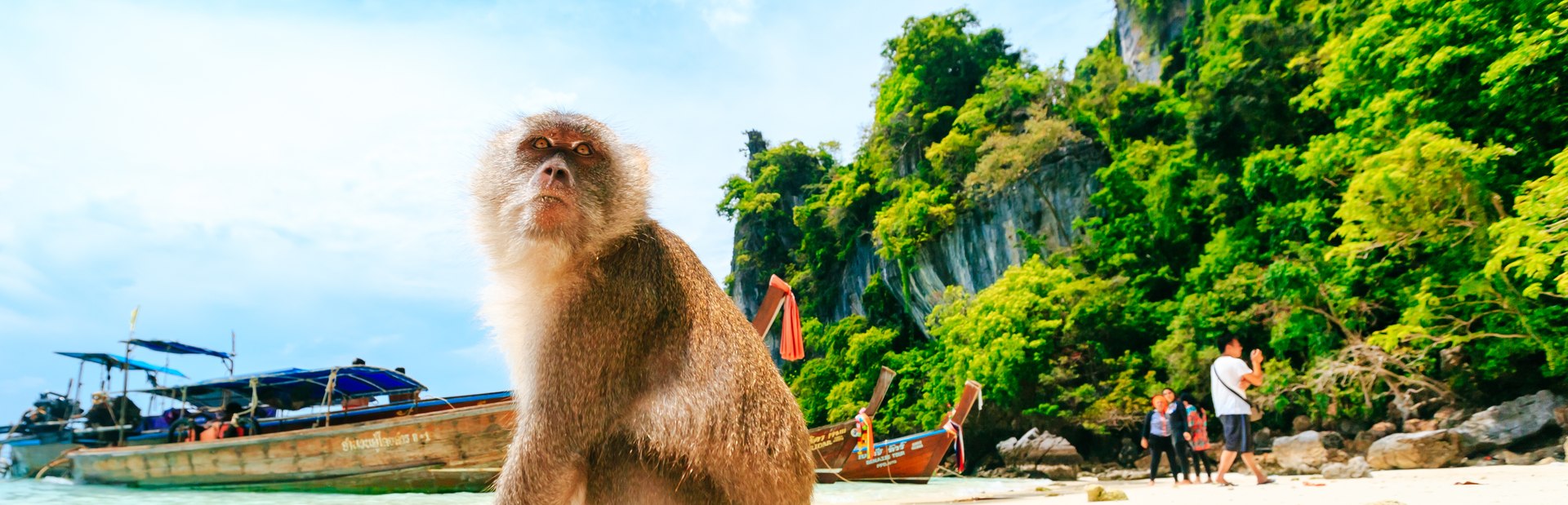 10 incredible animals you can see on a Thailand yacht charter