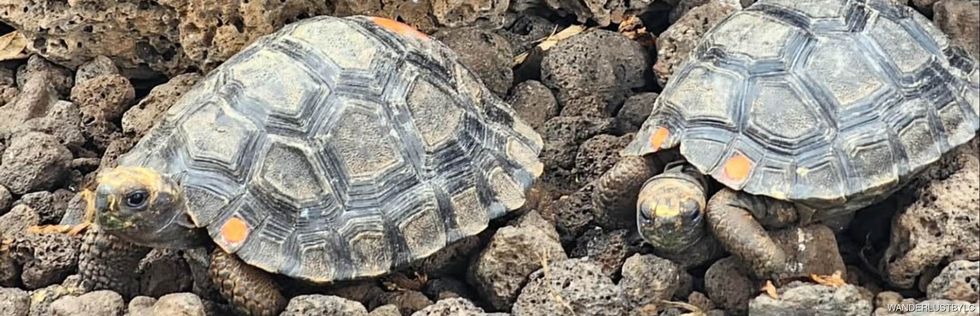 Charles Darwin Research Station Image 1