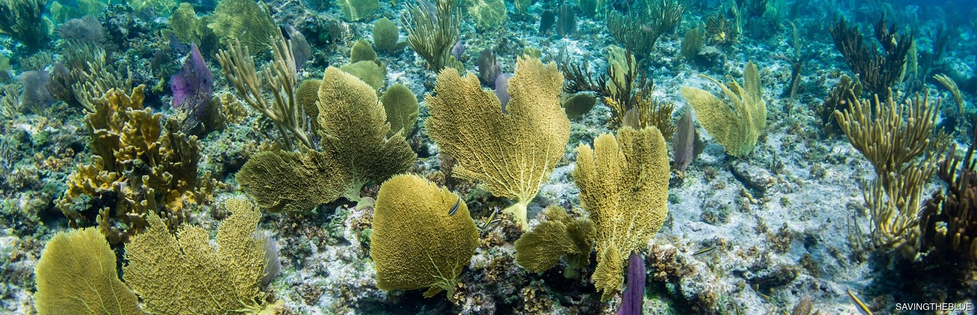Andros Barrier Reef Image 1