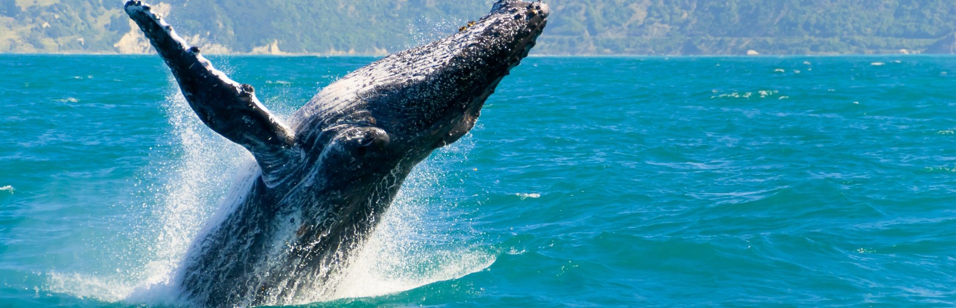 Where to Whale Watch in New Zealand
