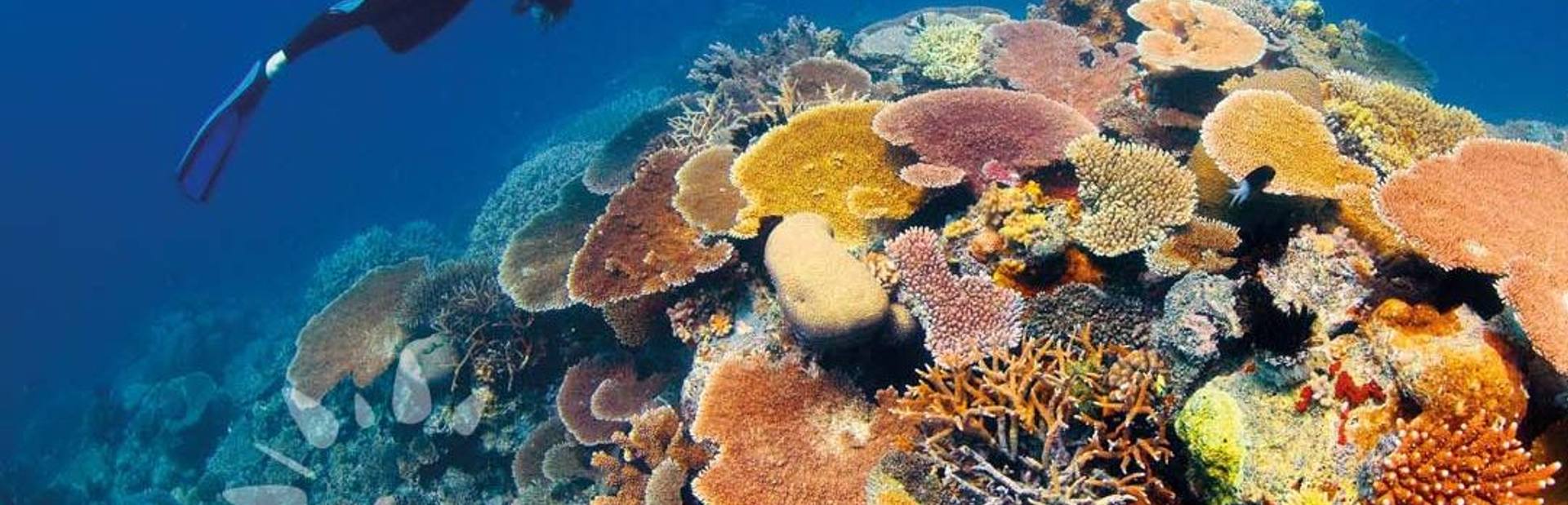 Why You Have To Book A Great Barrier Reef Yacht Charter Right Away