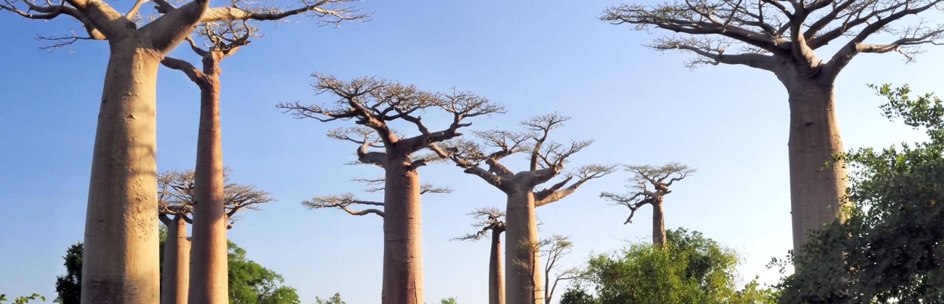 The Avenue or Alley of the Baobabs