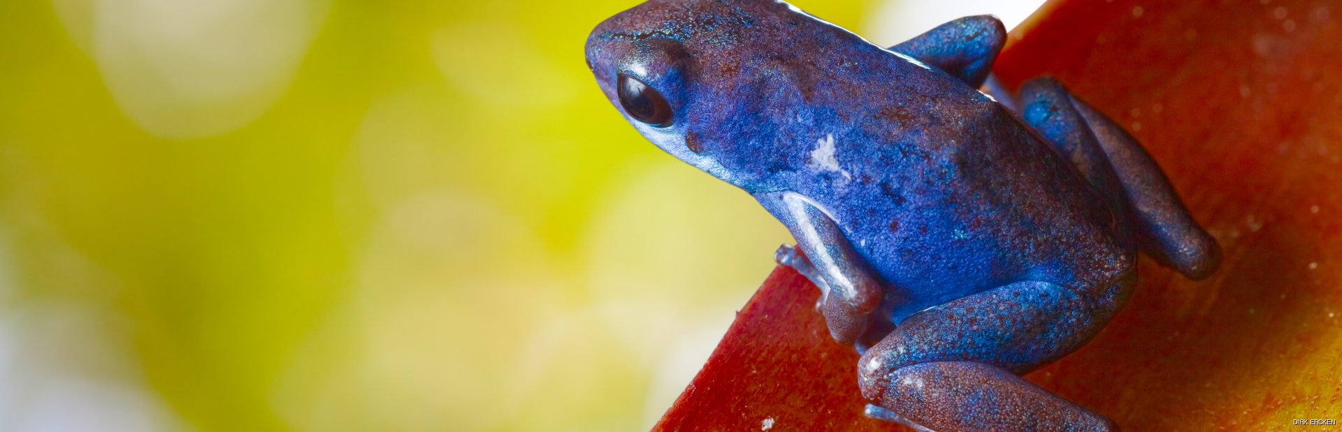 Poison frog on the red leaf