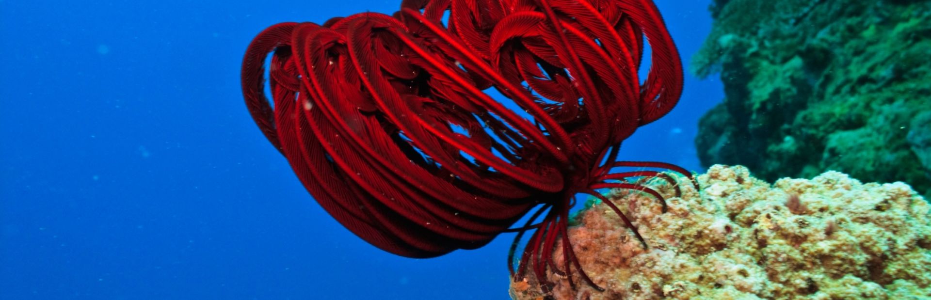 Red Sea climate photo