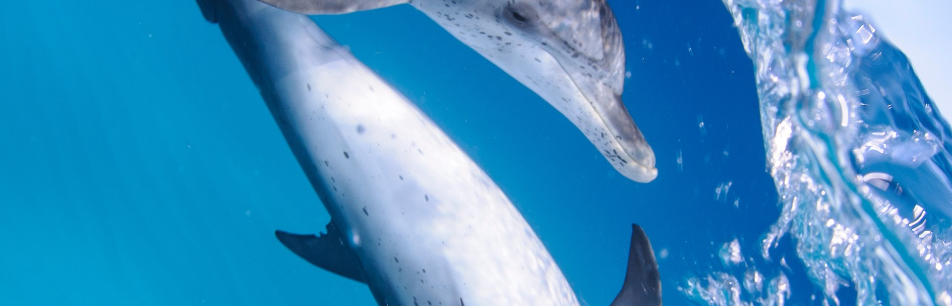 Bimini climate photo