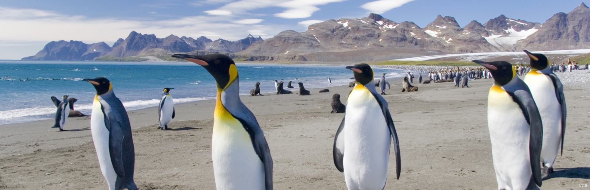 King penguins on a beach