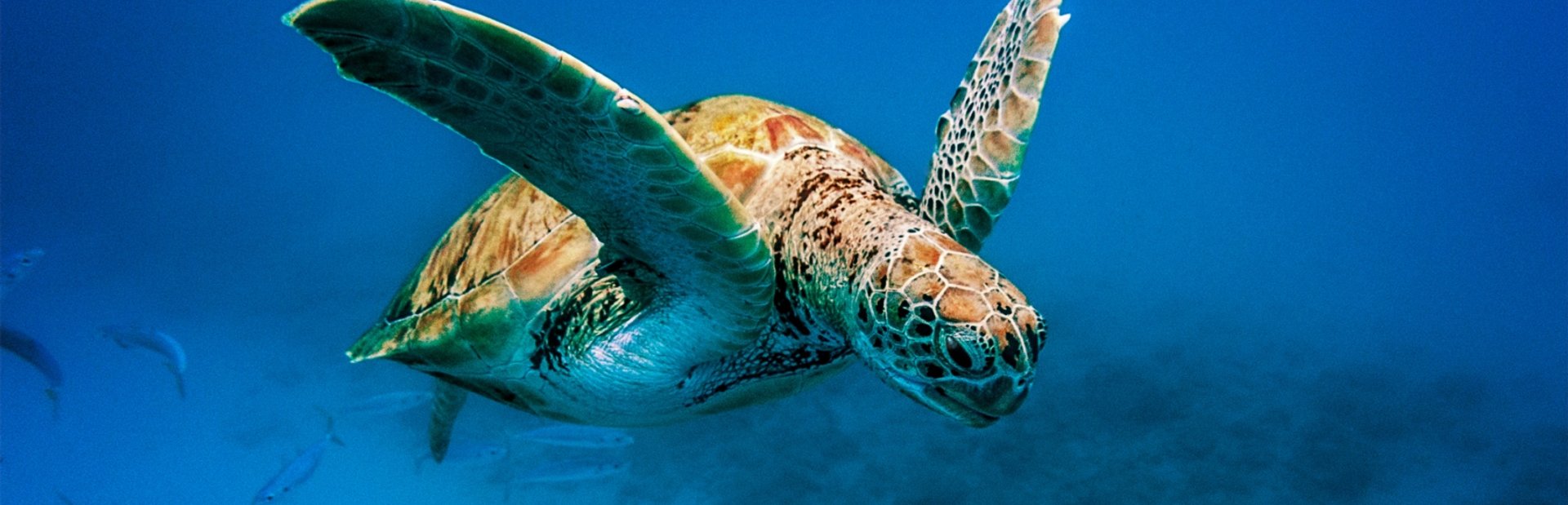 Meet the Sea Turtles of the Barbados