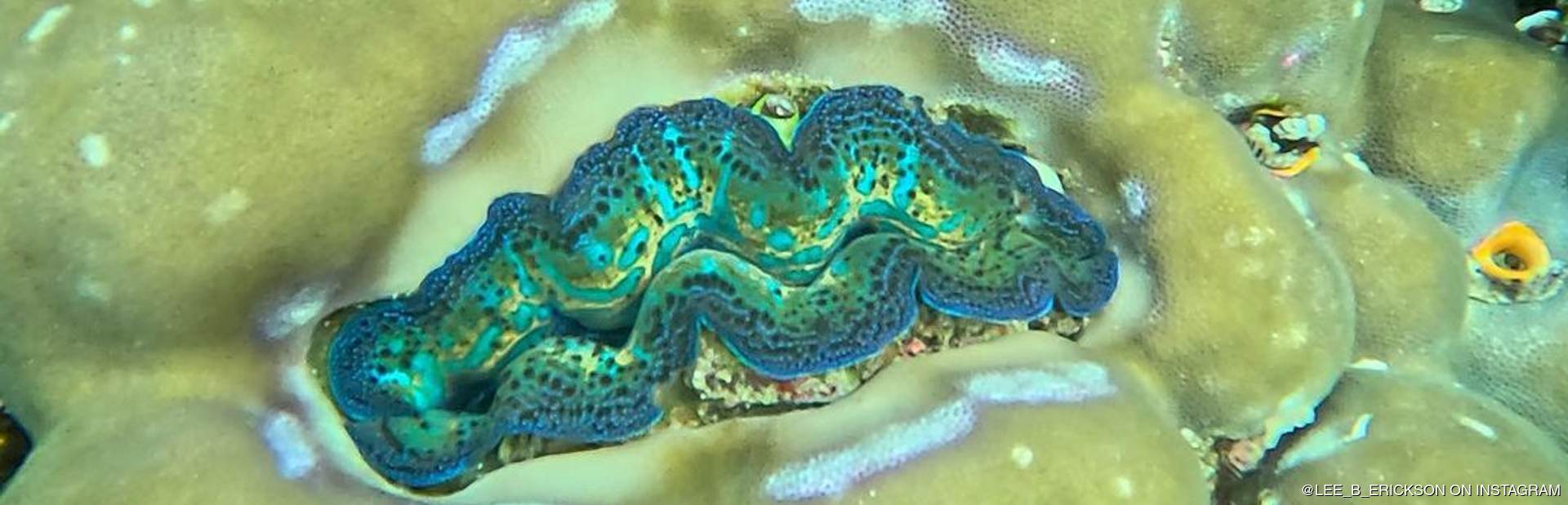 Misool Island  charter itineraries