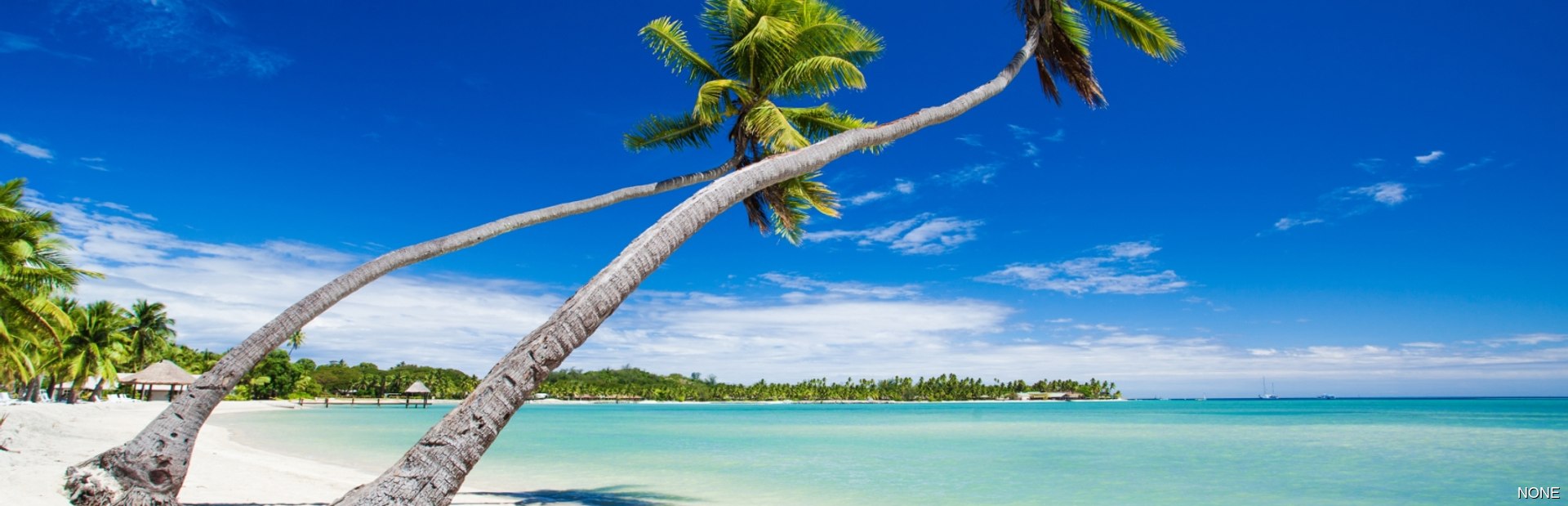 Leaning palm trees