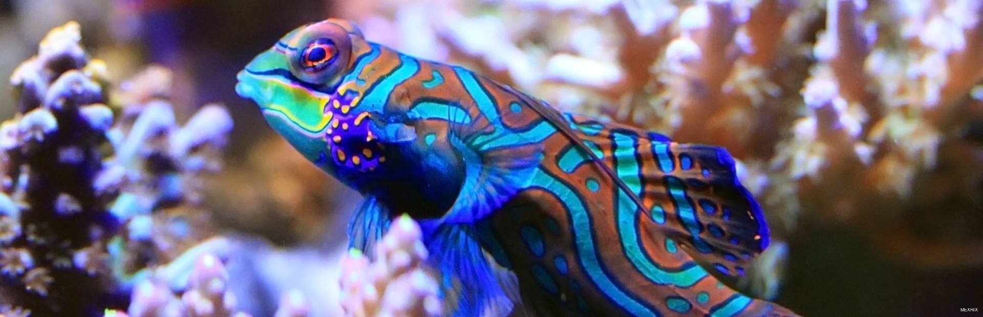Mandarin fish in aquarium with real coral reef