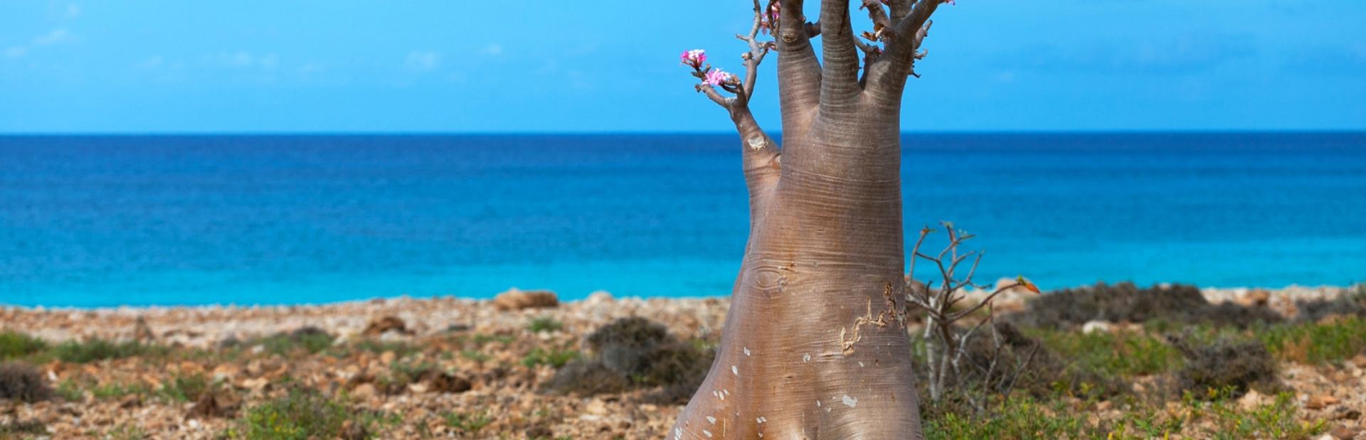 Socotra charter itineraries