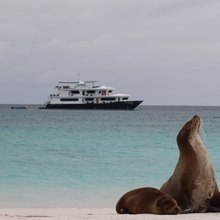 Petrel Yacht 