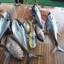 Tobi Star Yacht Catch