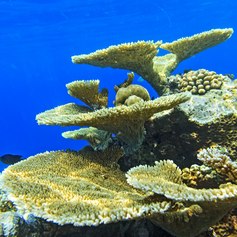 Explore the Coral Reefs of the Maldives