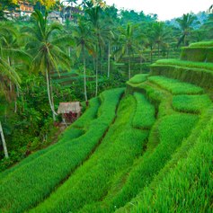 Beautiful natural grassy stairs in India