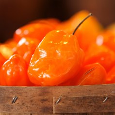 Orange Habanero peppers