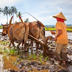Indonesian farmer plowing the fields