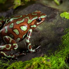 Goden poison dart frog of Panama rain forest 