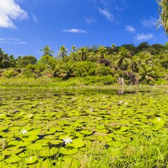 Admire the Lily-filled Lagoon of Mahe