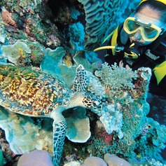 Diver observing marine life