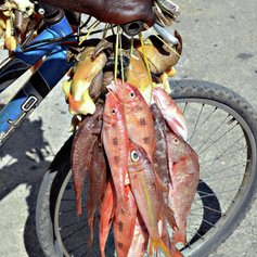 Fishes slung over the bicycle