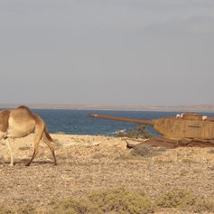 Socotra photo 22