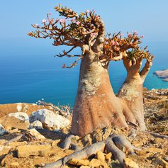 Socotra photo 18