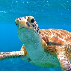 Swim with the turtles 