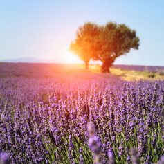 Smell the iconic lavender fields