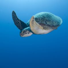 Diving Turtle 