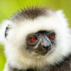 Cute red-eyed lemur