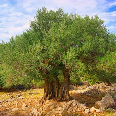 See the Olive Trees of Lun