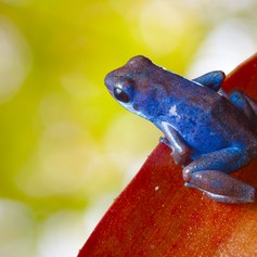Poison frog on the red leaf 