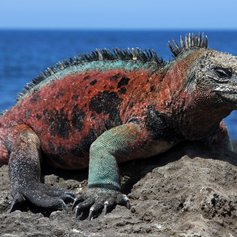 Galapagos Islands photo 4