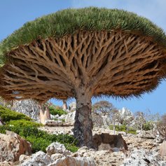 Socotra photo 7