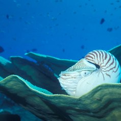  Nautilus resting on fan coral