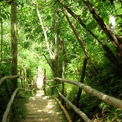 Path throw the jungle