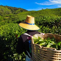 Picking tea leaves in a tea plantation 