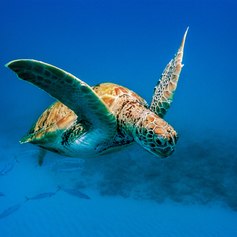 Sea turtle 