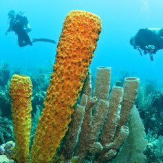 Divers and Sponge