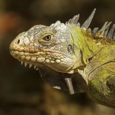 Scary-looking Iguana 