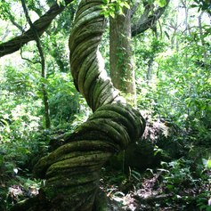 Twisted tree in Rain Forest