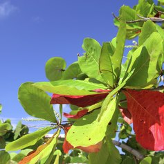 Plant with red and green leaves