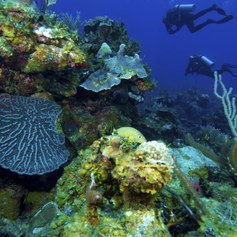 Divers explore the seabed surrounding Cuba