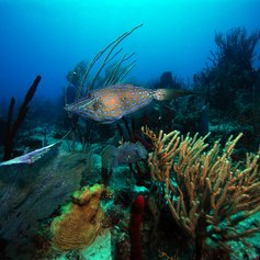 British Virgin Islands photo 55