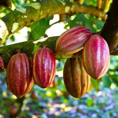Cocoa fruits on a farm in Belize