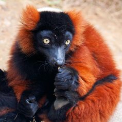Red ruffed lemur 